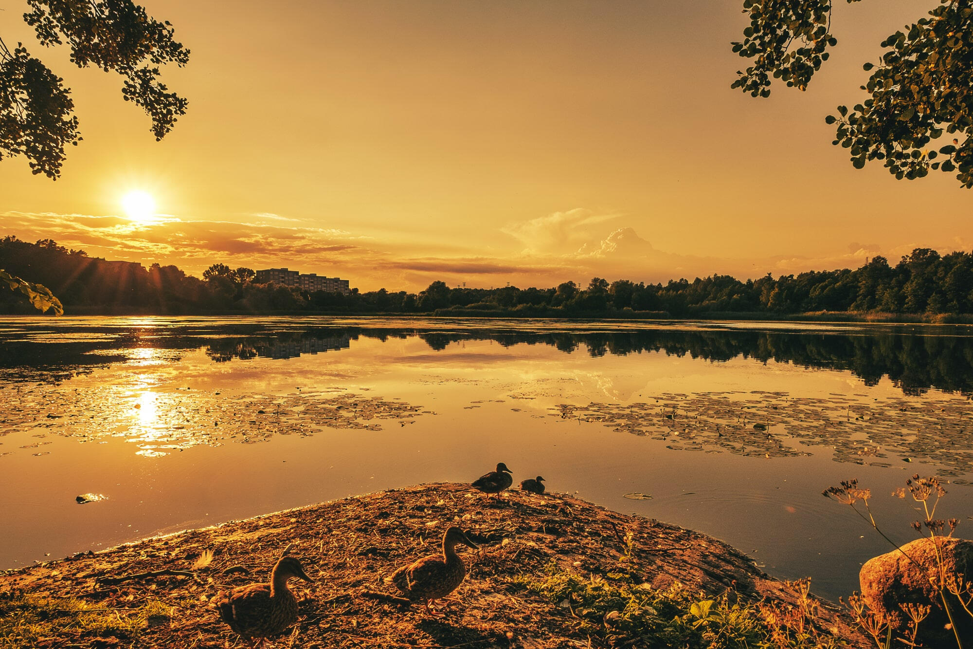 Råstasjön 2 rastasjon-gold-sky-colors-fine-art-decorative-wall-print-sundbyberg-solna-nature-lake-scenery