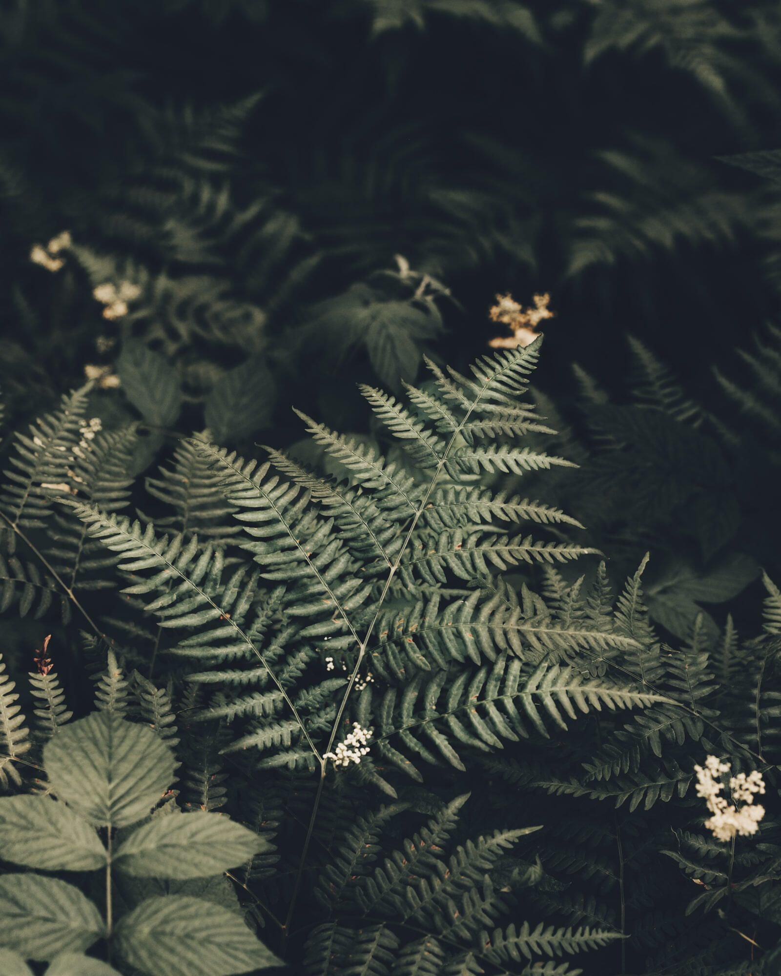Under the breath of ferns green-fern-fine-art-photography-wall-print