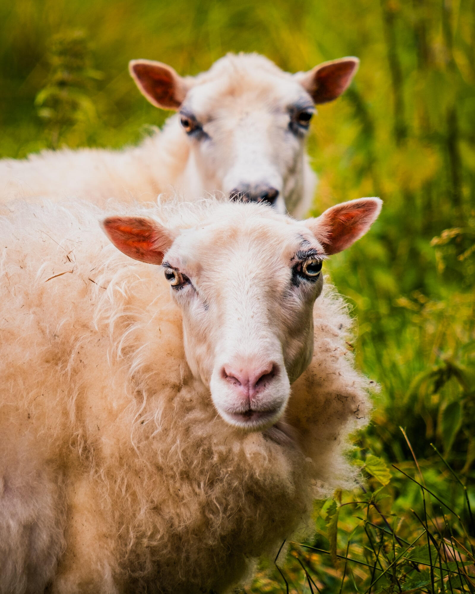 Järvsö järvsö-sweden-sheep-portrait-green-decorative-wall-art