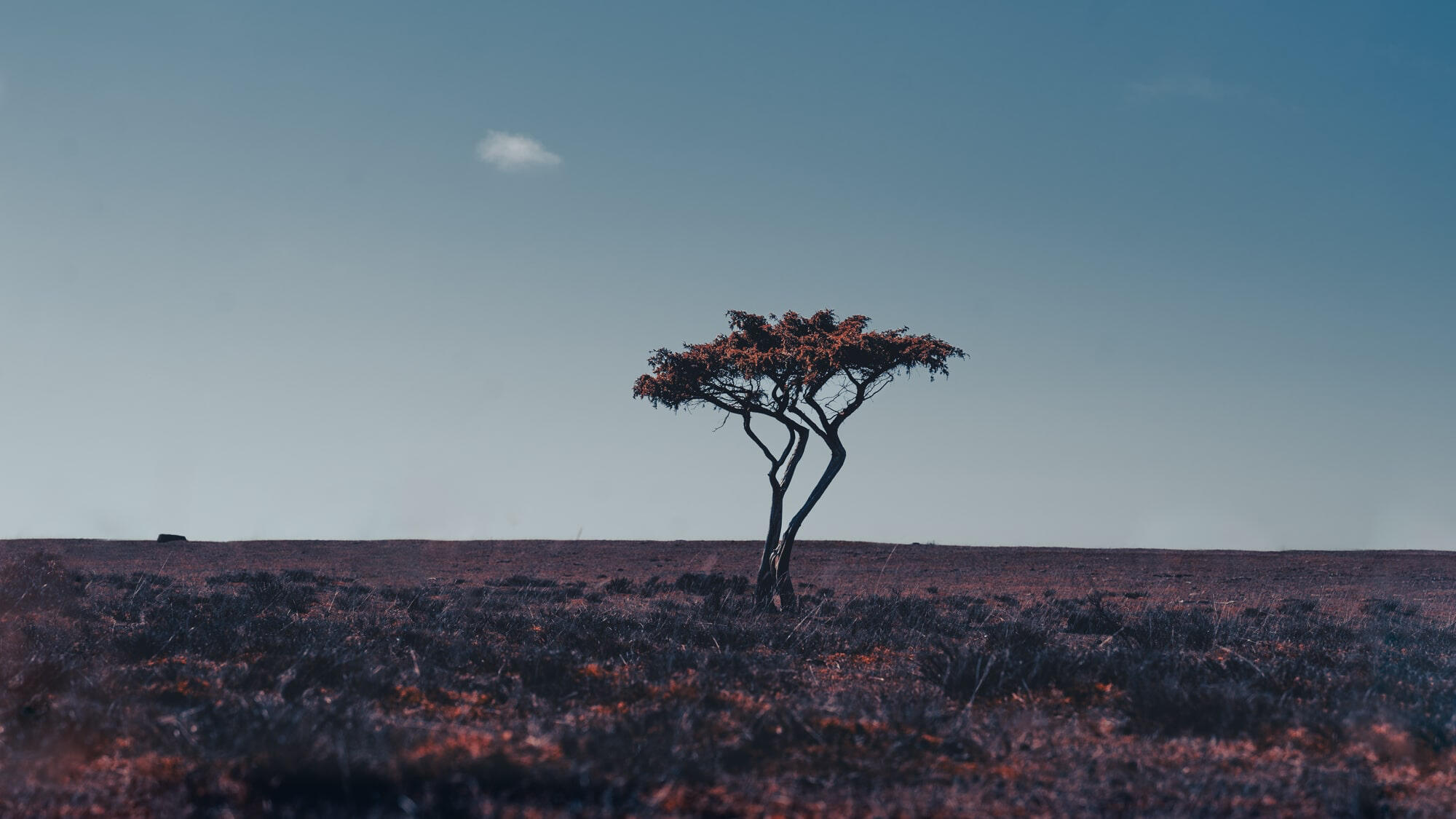 Öland öland-sweden-purple-lanscape-fine-art-print